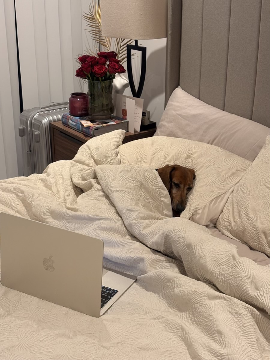 A dachshund tucked up under cream bedding, just his sleepy face peeking out