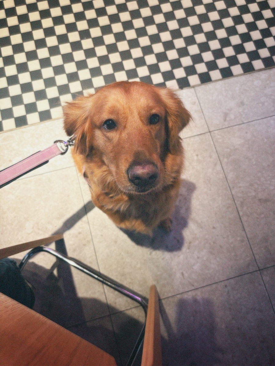 Golden retriever on a pink lead looking up from black and white café tiles